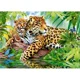 Puzzle Castorland Jaguars by the Pool, 500 piese foto