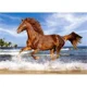 Puzzle Castorland Horse on the beach, 500 piese foto