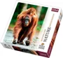 Puzzle Trefl Mother Care - Orangutan, Indonesia, 1000 piese foto