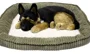 Jucarie interactiva Perfect Petzzz "Caine ciobanesc german" foto