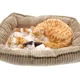 Интерактивная игрушка Perfect Petzzz Кошка с тремя котятами