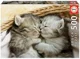 Puzzle Educa Sweet Kittens, 500 piese foto