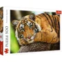 Puzzle Trefl Portretul tigrului, 500 el. foto