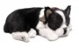 Jucarie interactiva Perfect Petzzz "Terrier Boston"