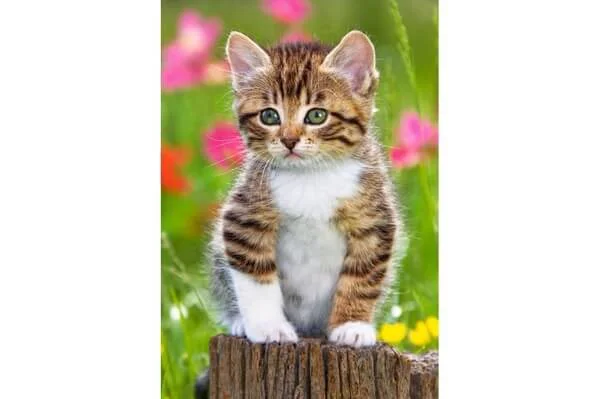 Puzzle Castorland Animals, 54 MINI piese foto