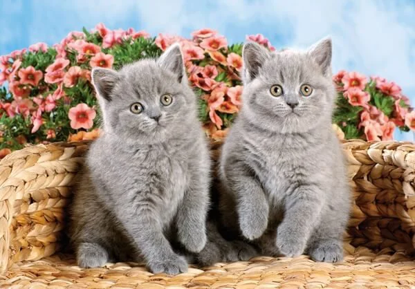 Puzzle Castorland Animals, 54 MINI piese foto