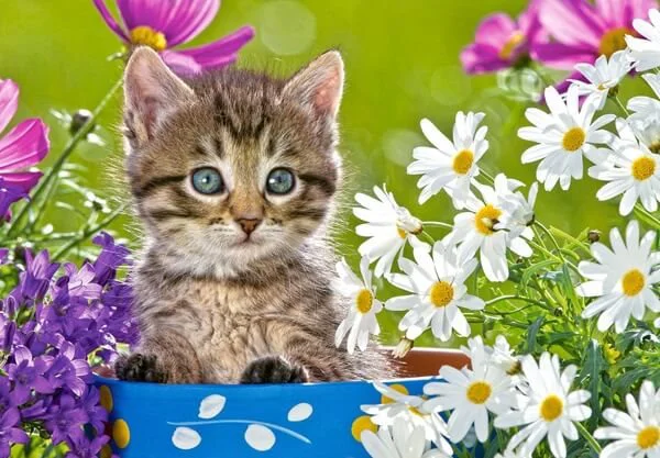 Puzzle Castorland Animals, 54 MINI piese foto