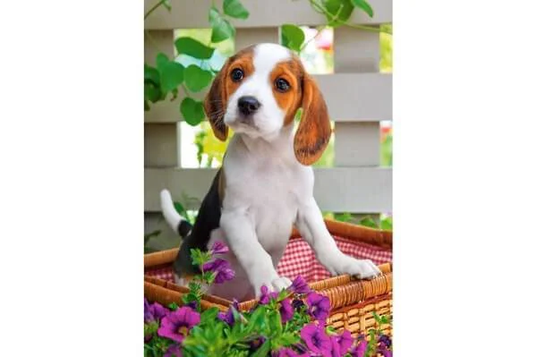 Puzzle Castorland Animals, 54 MINI piese foto