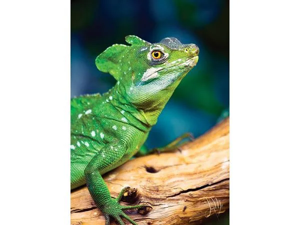 Puzzle Trefl Reptiles - Lizard, 1000 piese foto