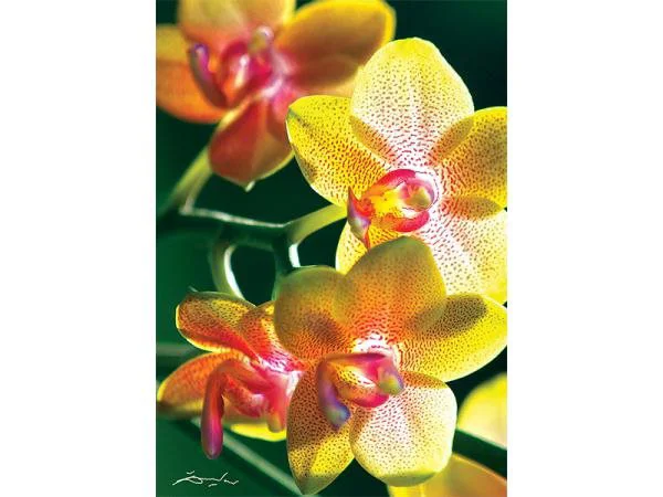 Puzzle Trefl Flowers - Orchidea, 1000 piese foto