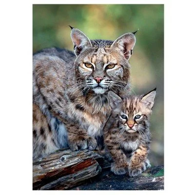 Puzzle Trefl Mother Care - Bobcat, USA, 1000 piese foto