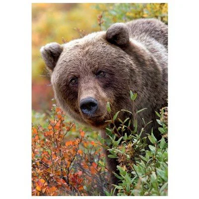 Puzzle Trefl Wild Royals - Grizzly bear, Alaska, 1000 piese foto