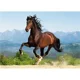 Puzzle Castorland Galloping Andalusian, 1500 piese foto