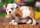 Puzzle Castorland Animals, 54 MINI piese foto