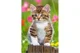 Puzzle Castorland Animals, 54 MINI piese foto