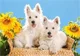 Puzzle Castorland Animals, 54 MINI piese foto