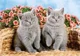 Puzzle Castorland Animals, 54 MINI piese foto