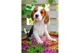 Puzzle Castorland Animals, 54 MINI piese foto
