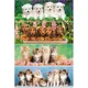Puzzle Castorland Animals, 220 MINI piese foto
