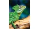 Puzzle Trefl Reptiles - Lizard, 1000 piese foto
