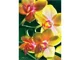 Puzzle Trefl Flowers - Orchidea, 1000 piese foto