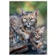 Puzzle Trefl Mother Care - Bobcat, USA, 1000 piese foto