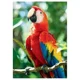 Puzzle Trefl Vivid Beauty - Scarlet Macaw, Honduras, 1000 piese foto