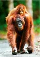 Puzzle Trefl Mother Care - Orangutan, Indonesia, 1000 piese foto