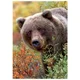 Puzzle Trefl Wild Royals - Grizzly bear, Alaska, 1000 piese foto