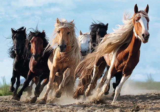Пазл Trefl Galopping Horses, 1000 эл. foto
