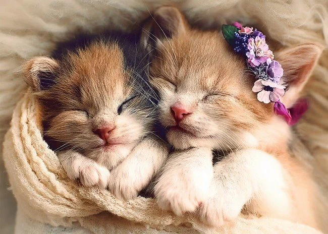 Puzzle Trefl Sleeping Kittens, 500 piese foto