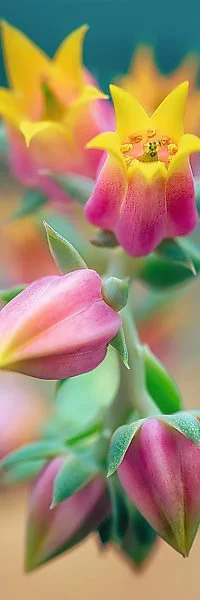 Puzzle Trefl Flowers in blossom, 300 piese foto
