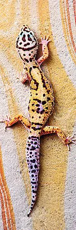 Puzzle Trefl Lizard in the sun, 300 piese foto