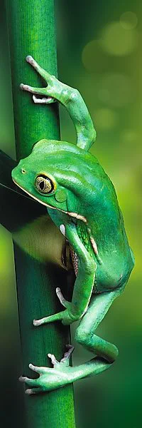 Puzzle Trefl A small frog, 300 piese foto