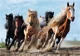 Пазл Trefl Galopping Horses, 1000 эл. foto