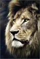 Пазл Trefl Lion's Portrait, 1500 эл. foto