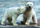 Puzzle Trefl Polar Bears, 500 piese foto
