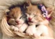 Puzzle Trefl Sleeping Kittens, 500 piese foto