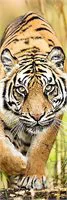 Puzzle Trefl Leaping Tiger, 300 piese foto