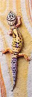 Puzzle Trefl Lizard in the sun, 300 piese foto