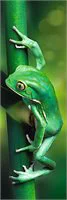 Puzzle Trefl A small frog, 300 piese foto
