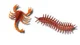 Set educativ SES Creative Exploreaza, Schelete de insecte fosforescente