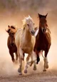 Puzzle Clementoni Cai la galop, 1000 el. foto