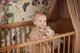 Inel gingival din cauciuc Jollein Teddy Bear