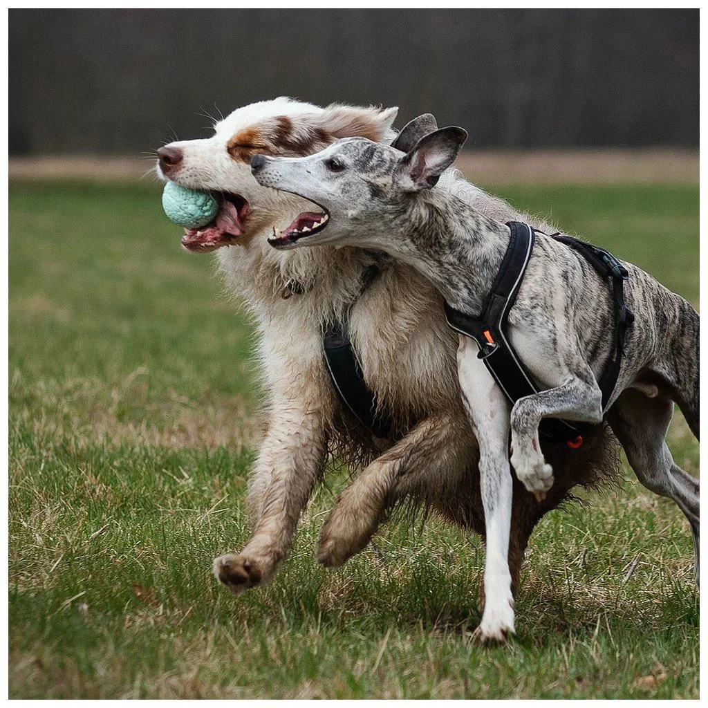 Minge de joaca pentru caini Explorer Dog Airball Colorata, 8 cm foto