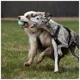 Minge de joaca pentru caini Explorer Dog Airball Portocalie, 8 cm foto