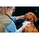 Биоразлагаемые влажные салфетки Explorer Dog, 40 шт. foto