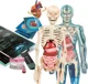 Игровой набор Clementoni Super Anatomy foto