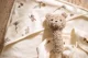 Текстильная погремушка Jollein Teddy Bear Olive Green foto