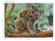 Пазл Dodo Baby Koala и мама, серия Мир животных, состоит из 1000 эл. foto